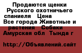 Продаются щенки Русского охотничьего спаниеля › Цена ­ 25 000 - Все города Животные и растения » Собаки   . Амурская обл.,Тында г.